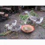 Продам 4 гусят