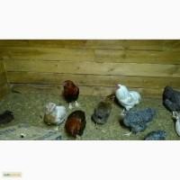 АРАУКАН БЕЛЫЙ НЕМЦЫ-яйца инкубационные