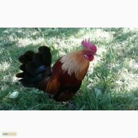 Продам кур бентамок