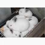 Продам кроликов порода Калифорния