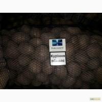 Продам товарный картофель, Явир