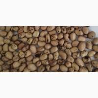 Продам боби кінські кормові