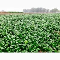 Продам Шпинат оптом