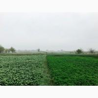 Продам Шпинат оптом