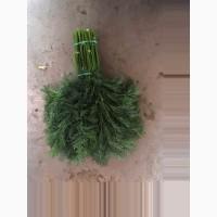 Продам укроп свежий Аллигатор