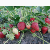 Продам саджанці полуниці, сорт Хоней