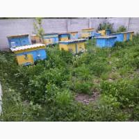 Продам пасіку. Вулики. Бджола карпатка