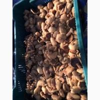 Продам гриби солені
