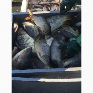 Продам рыбу: Карп, Карась, Щука, Амур, Толстолоб
