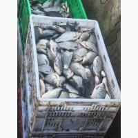 Продам рыбу: Карп, Карась, Щука, Амур, Толстолоб