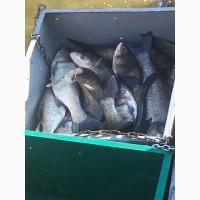 Продам рыбу: Карп, Карась, Щука, Амур, Толстолоб