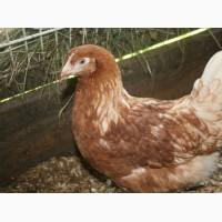 Продам кури Домінанти