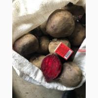 Продам свеклу