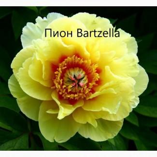 Пионы Бартзелла