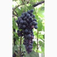 Продам виноград с куста