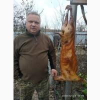 Мясо колбасные изделия, домашнего копчения