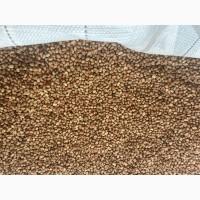 Боби кормові продам