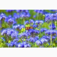 Продам семена люцерны, семена эспарцета