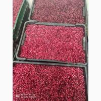 Клюква (журавлина) свежая продам ОПТ