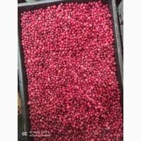 Клюква (журавлина) свежая продам ОПТ