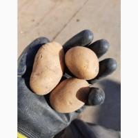 Продам семенной картофель к. анна 2-й репродукции