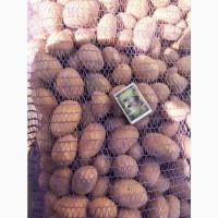 Продам семенной картофель к. анна 2-й репродукции