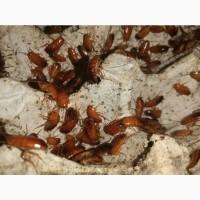 Корм для стрижа. Еда для стрижа