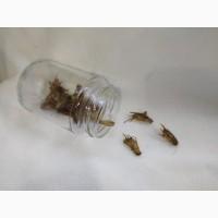 Корм для стрижа. Еда для стрижа