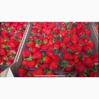 Продам клубнику сорт Клери