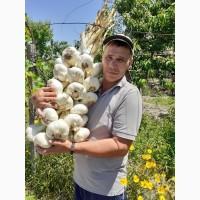 Продам посадочный материал чеснока рокамболь-детки