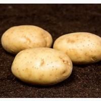 Продам картоплю