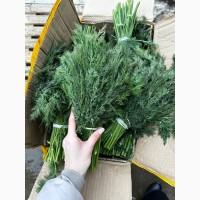 Продам Укроп