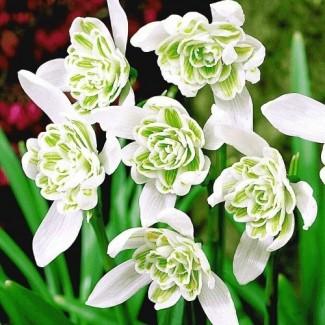Продам Галантуси Flora Pleno