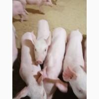 Продам поросят вагою 12-14 кг