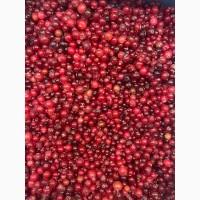 Надаємо послуги заморозки, переробки, фасування, зберігання ягід