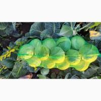 Капуста з поля