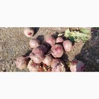 Продам буряк товарний