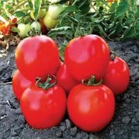 Продам помідори, сорт Асвон
