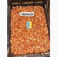 Продам тыканку, арпажик, арпаж, сеянка, штутгарт