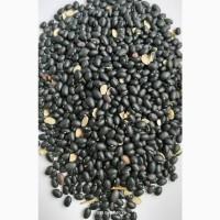 Продам квасолю чорну - 250т., сорт- Чорна черепаха (Black Turtle)