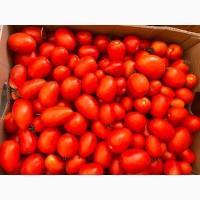 Продаж томату Галілея (сливка)