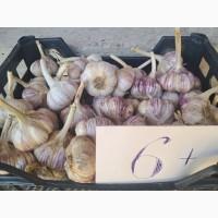 Продам часник Любаша