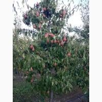 Продам грушу