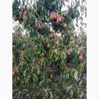 Продам грушу