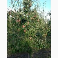 Продам грушу