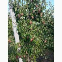 Продам грушу