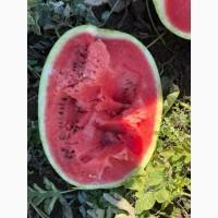 Арбуз с поля крупный