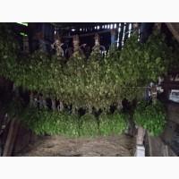 Продам банний віник береза
