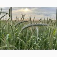 Насіння жита Оріана 1 репродукція