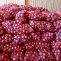Продам цибулю сорт Манас